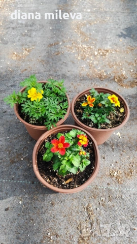 Три различни сорта Биденс!!, снимка 12 - Градински цветя и растения - 54284476