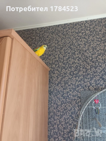 Поен мъжки папагал , снимка 11 - Папагали - 54329122