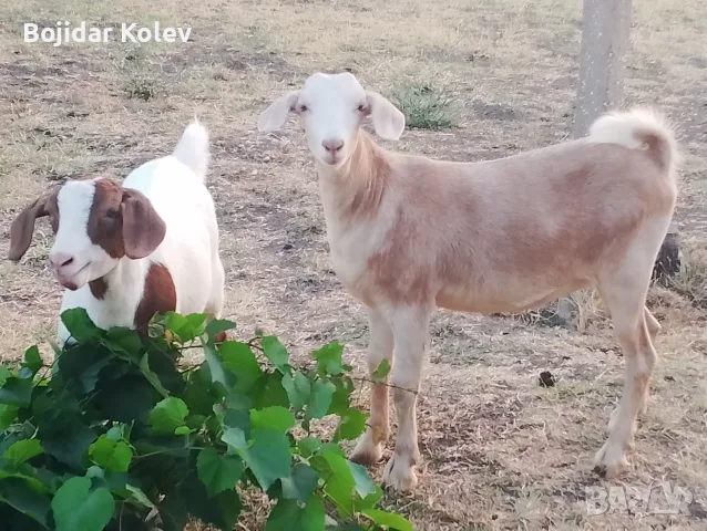 Продавам 2 женски ярета, снимка 3 - Кози - 55889333