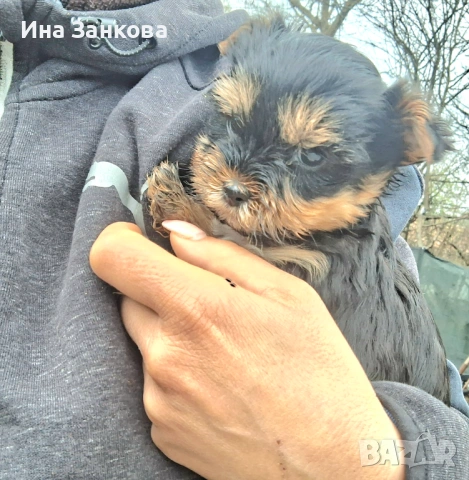родени на 11.02 с поставена първа ваксина, снимка 7 - Йоркширски териер - 54058450