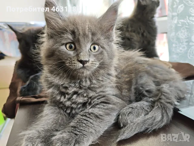 Котенца от породата Мейн Куун, снимка 5 - Мейн кун - 55845427