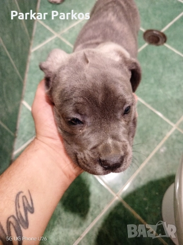 Кане Корсо Елит, снимка 4 - Кане корсо - 52405759