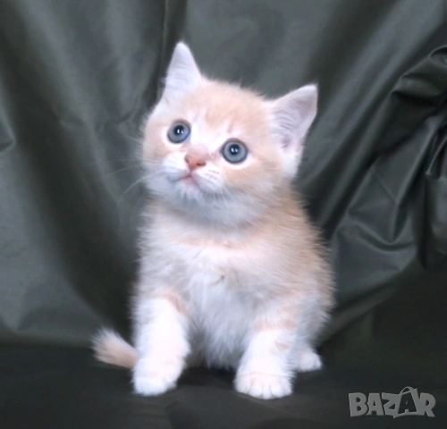 Британско късокосместо златисто котенце, снимка 4 - Британска късокосместа - 43400066