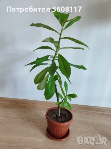 каучуково дърво , снимка 2 - Стайни растения - 51443174
