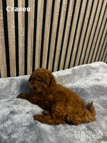 Той пудел момиче и момче 