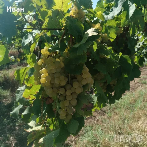 Продавам отлично винено грозде Мускат Отонел – от стари лозя (район Силистра)собствени лозя , снимка 8 - Други стоки за дома - 55891981