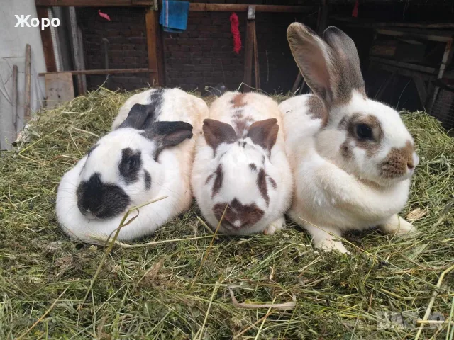 Продавам или заменям  зайци., снимка 18 - Други животни - 54756333