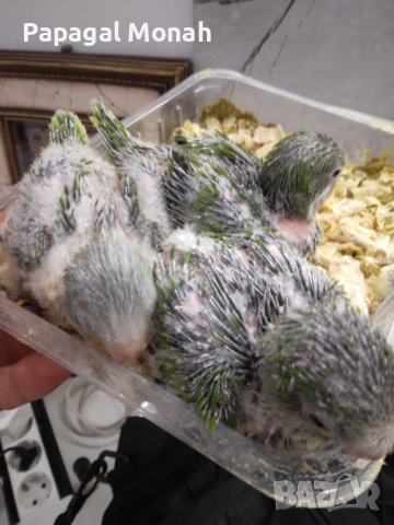 Ръчно хранени папагали Монах, снимка 6 - Папагали - 40634171