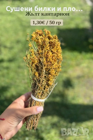 Жълт кантарион - стрък 