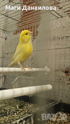 Свободни папагали, снимка 6 - Папагали - 54031471