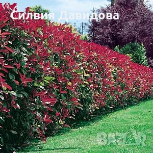 Фотиния , снимка 5 - Градински цветя и растения - 54315952