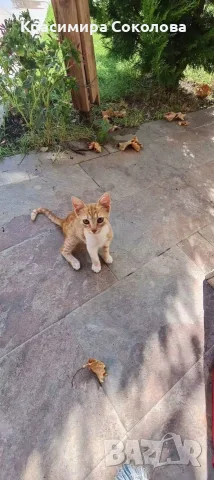 подарявям малки котета