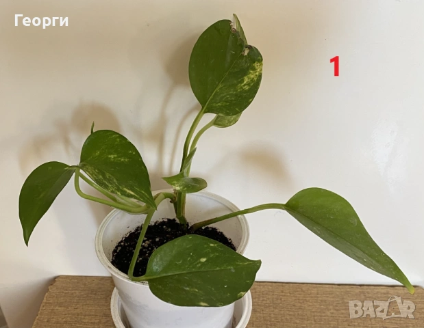 Продавам Сциндапсус – красива падаща зеленина, снимка 5 - Стайни растения - 54138148