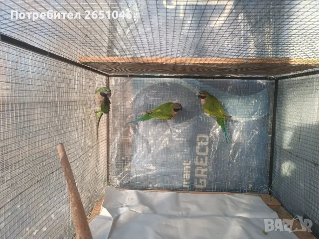 Китайски Александър, снимка 1