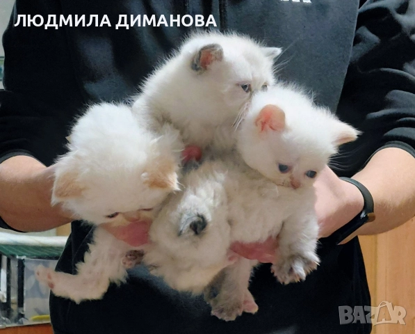 Екзотично момиче със сини очи. , снимка 4 - Персийска - 52833657