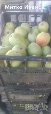 Продавам зимна попска круша, снимка 2 - Градински цветя и растения - 56334799