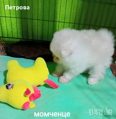 Продавам мъжки и женски померанчета, снимка 2 - Померан - 52438751