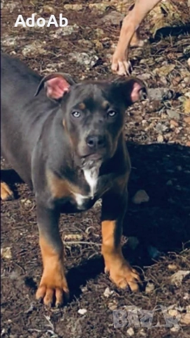 Були с родословие , снимка 10 - Питбул - 52672004