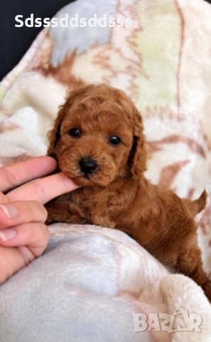 продавам той пудел