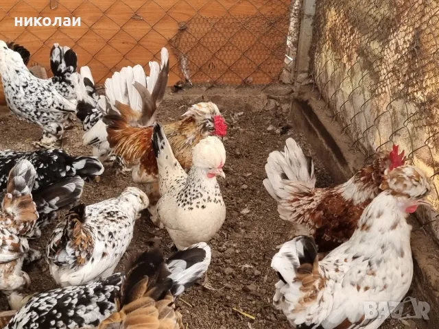 продавам яйца от бреговска джинка, снимка 3 - други­ - 49700485