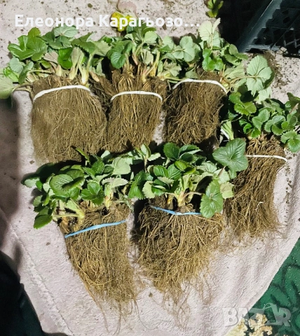 Висококачествен разсад ягоди, снимка 2 - Разсади - 54281102