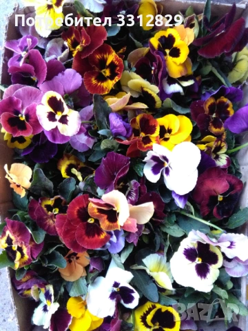 Едроцветни теменужки 