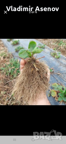 Ягоди, снимка 3 - Козметични уреди - 53940999