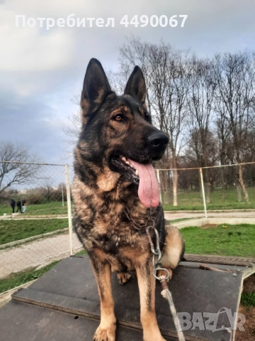 Немска овчарка - сивак, снимка 2 - Немска овчарка - 52977991