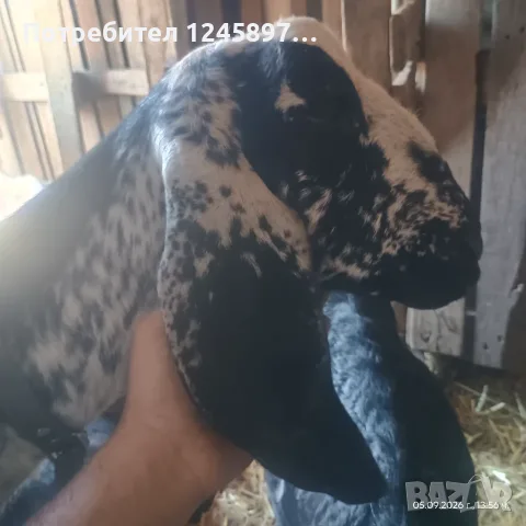 Чистопородно англонубийско яре на 3.м, снимка 2 - Кози - 56098817