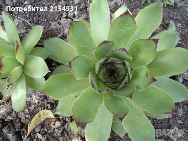 Сукуленти / Дебелец / Алпийска роза, снимка 6 - Градински цветя и растения - 36621042