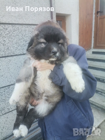 Кавказка овчарка , снимка 2 - Кавказка овчарка - 53124453