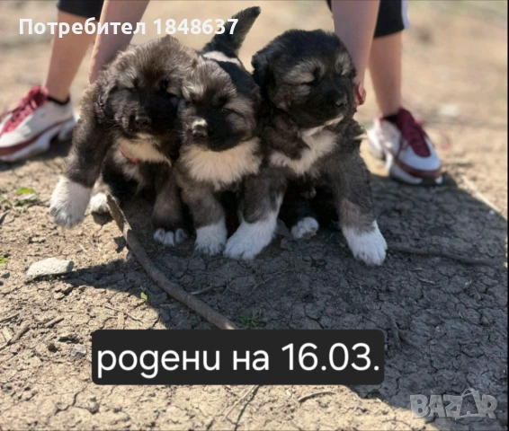 Кавказка овчарка 