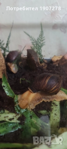 Ахитина-африкански гигантски охлюви -11 месечни , снимка 2 - Други животни - 52239563
