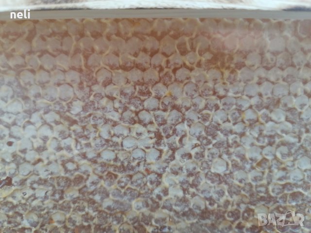 Пчелен Мед в Рамки/Пчелна пита, снимка 6 - Пчелни продукти - 33675855