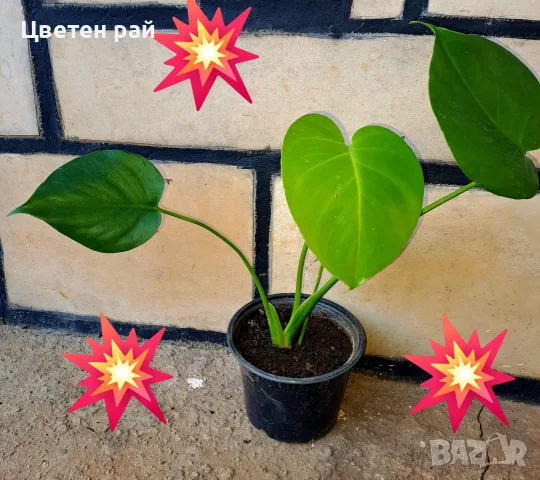 Комплект от три вида monstera, може и по отделно, снимка 10 - Стайни растения - 56123987