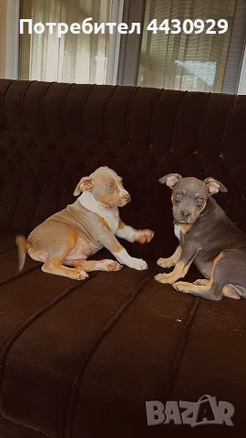 American Bully XL, снимка 2 - Американски стафордширски териер - 56440660