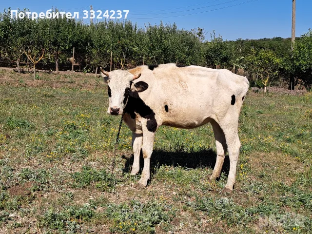 продвам женски телета , снимка 2 - Крави - 55795369