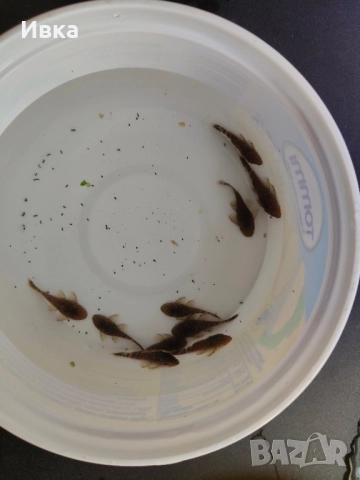 Продавам Сомчета Анцитруси