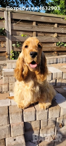 кокер шпаньол момче родословен баща , снимка 12 - Кокер шпаньол - 52716913