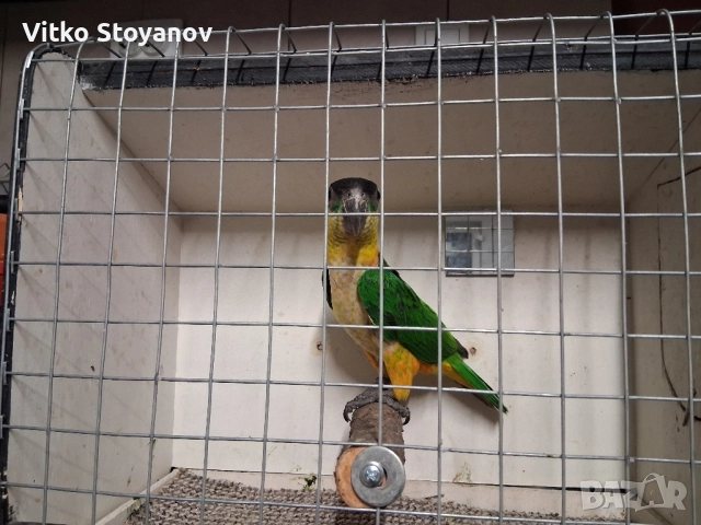 Чернотеменен Амазонек-Кайка