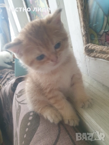 Шотландски котета златна чинчила, снимка 3 - Чинчили - 52030122