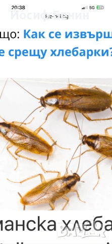 Пръскане, третиране против Плебарки