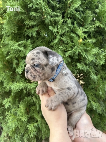 Френски Булдог / French Bulldog 
, снимка 11 - Френски булдог - 55725415