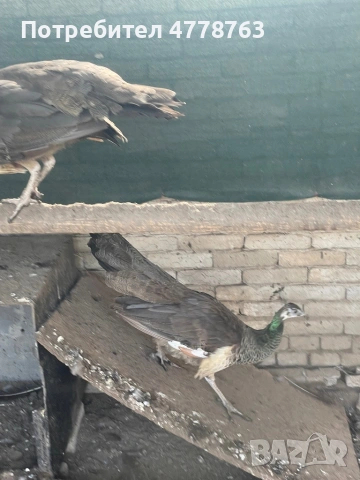 Продавам женски индийски паун на 4 години , снимка 3 - други­ - 53989723