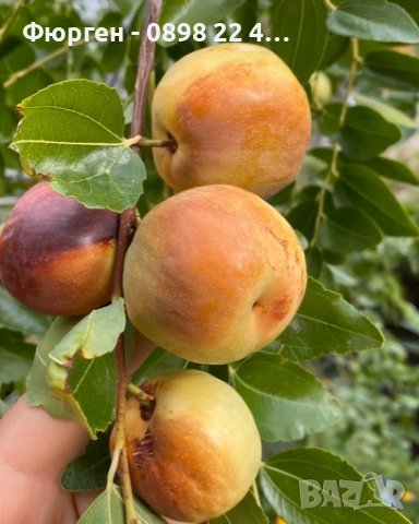 Хинап сорт „Ли“ (Li) ГИГАНСКИ В плододаваща възраст !!!, снимка 2 - Разсади - 37713586