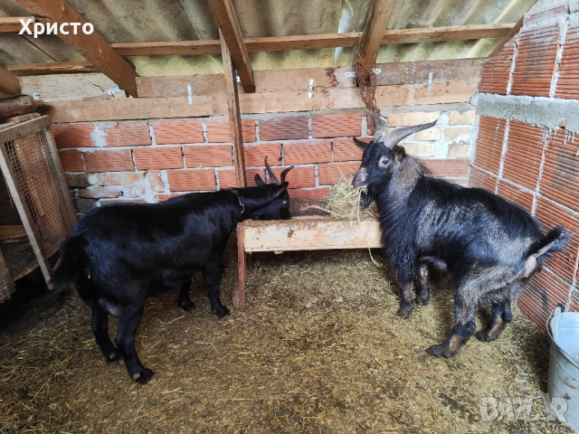 Декоративни камерунски кози , снимка 3 - Кози - 53979505