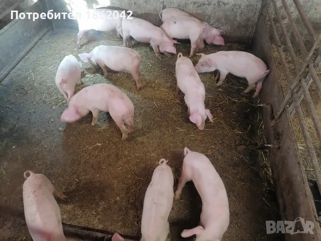 продавам малки прасета, снимка 8 - Прасета - 56367320