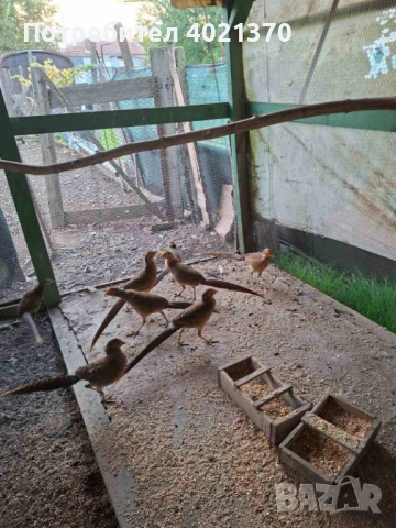 Червено златни и седлати фазани, снимка 7 - други­ - 53172703