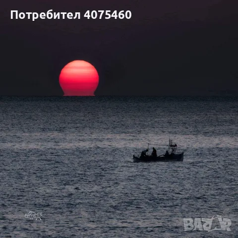 Продавам Паламуд в собствен сос , снимка 6 - Други - 56232872
