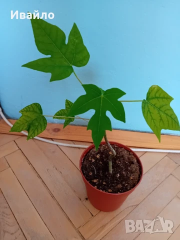 Папая разсад